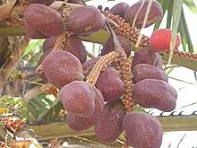 Amfanin goruba (doum palm fruit) ga lafiyar ɗan'adam
